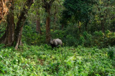 Muhteşem Büyük Boynuzlu Gergedan Jaldapara Ulusal Parkı 'nda.