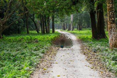 Male Peacock Displaying Open Wings on a Jaldapara National Park Safari Trail clipart