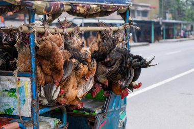 Yerli Tavuklar Rickshaw 'da Asılı, Hindistan' da Geleneksel Çiftlik Hayvanları İndirimi