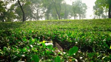 4K Royaltyfree Stock Video Assam Tea Plantasyonu