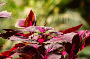 kırmızı ve yeşil yapraklar son derece yakın plan bulanık