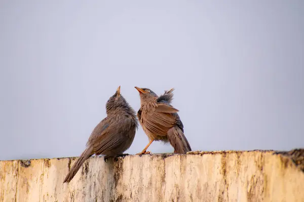Orman Babbler (bilimsel adı: Turdoides striata) Hintçe adı (Saat Bhai), kırsal kesimdeki insanlar tarafından 'Paipa' olarak adlandırılır.