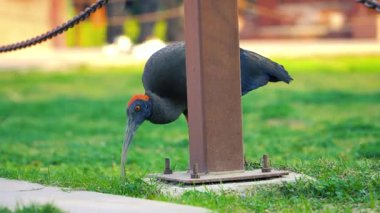 Kızıl peçeteli Ibis (Pseudibis papillosa) Hint Siyah Ibis veya sadece Siyah Ibis 4K Video olarak da bilinir. 