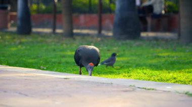 Kızıl peçeteli Ibis (Pseudibis papillosa) Hint Siyah Ibis veya sadece Siyah Ibis 4K Video olarak da bilinir. 