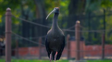 Kızıl peçeteli Ibis (Pseudibis papillosa) Hint Siyah Ibis veya sadece Siyah Ibis 4K Video olarak da bilinir. 
