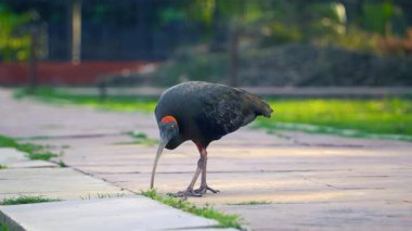 Kızıl peçeteli Ibis (Pseudibis papillosa) Hint Siyah Ibis veya sadece Siyah Ibis 4K Video olarak da bilinir. 