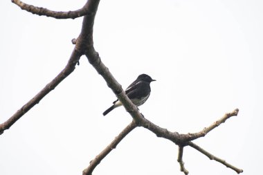 Kuru dallara tünemiş küçük ötücü kuş beyaz gökyüzü arkaplanı 