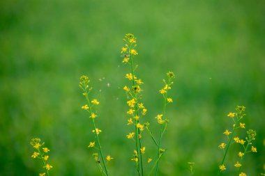 Taze çimen ve sarı karahindiba çiçekleriyle dolu güzel çayır arazisi bulanık bir arka planda. Yaz baharı mükemmel doğal manzara. 