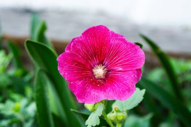 canlı, morumsu renkli Hollyhock çiçeği (Alcea rosea) tamamen çiçek açmış. Çiçek, merkezde hassas damarlı taç yaprakları ve açık renkli bir kekemeliği gösteren odak noktasıdır..