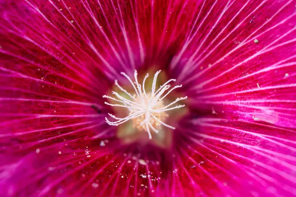 canlı, morumsu renkli Hollyhock çiçeği (Alcea rosea) tamamen çiçek açmış. Çiçek, merkezde hassas damarlı taç yaprakları ve açık renkli bir kekemeliği gösteren odak noktasıdır..