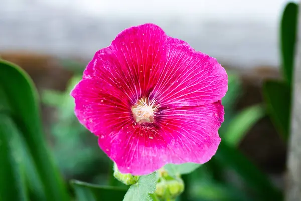 canlı, morumsu renkli Hollyhock çiçeği (Alcea rosea) tamamen çiçek açmış. Çiçek, merkezde hassas damarlı taç yaprakları ve açık renkli bir kekemeliği gösteren odak noktasıdır..