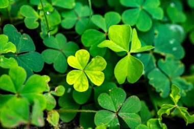 Kalp şeklinde bir moringa otu yaprağı, sanatsal seçici bir odak ile yakalanır. Görüntü, eşsiz şekli ve hassas dokuyu vurgular.