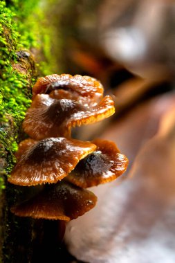 Vahşi bir Cordyceps mantarının orman zemininde doğal olarak büyüyen detaylı bir fotoğrafı..