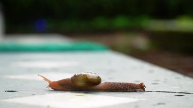 Yağmur Sonrası Salyangoz Beton Merdivende Yürüyor Macro Vahşi Yaşam 4K Video