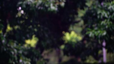 Seçici Odaklı Yağmurweather condition 4K Sinematik Arkaplan Bulanıklığı