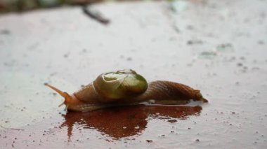 Yağmur Sonrası Salyangoz Beton Merdivende Yürüyor Macro Vahşi Yaşam 4K Video
