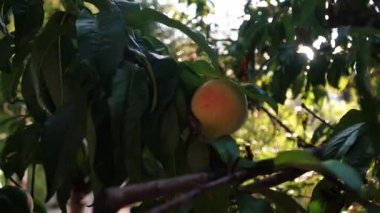 Şeftali, 4K içinde Yakın çekim meyve bahçesi klipsi hasat etmeye hazır