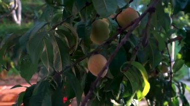 Şeftali, 4K içinde Yakın çekim meyve bahçesi klipsi hasat etmeye hazır