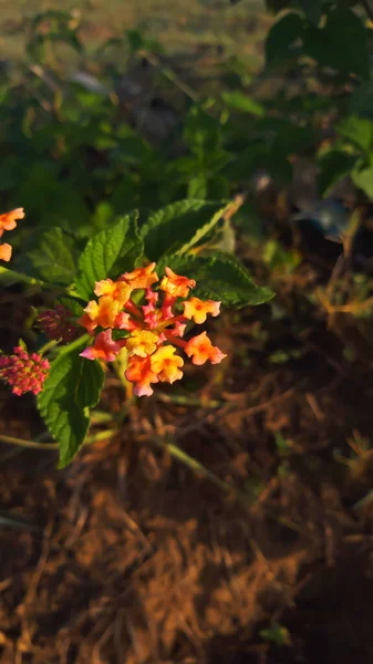 Lantana is a plant native to Indonesia. These plants are widely planted by the community as flower plants, both flowers in the yard and in parks, many of which grow wild.