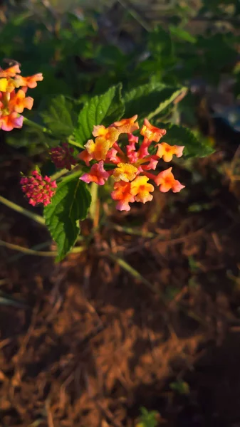 Lantana is a plant native to Indonesia. These plants are widely planted by the community as flower plants, both flowers in the yard and in parks, many of which grow wild.