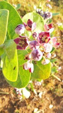 Spalmay yerel adı Calotropis gigantea en iyi yakın çekim