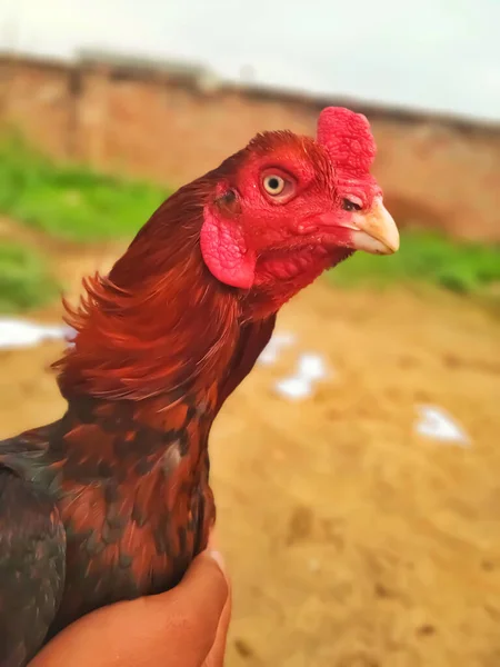 農場で捕獲された鶏の垂直選択的フォーカスショット — ストック写真