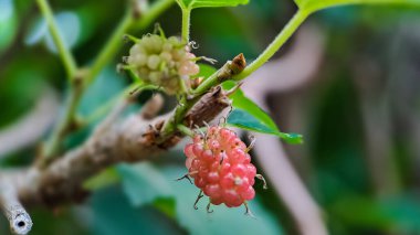 Brezilya Blackberry MORUS CELTIDIFOLIA dut yakından, Macro fotoğraf Brezilya böğürtlen veya dut, sabah çekilen