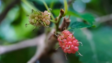 Brezilya Blackberry MORUS CELTIDIFOLIA dut yakından, Macro fotoğraf Brezilya böğürtlen veya dut, sabah çekilen
