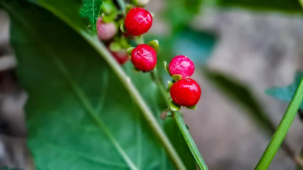 Vergonzoso Rivina Pigeonberry Bloodberry Disparado Macro Mañana Jardín —  Fotos de Stock