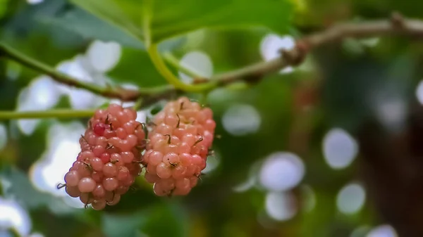 Brazilian Blackberry Morus Celtidifolia Mulberry Close Macro Photo Brazilian Blackberry — Stock Photo, Image