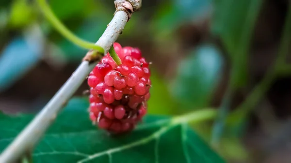 Blackberry Brasileña Morus Celtidifolia Morera Cerca Macro Foto Mora Brasileña —  Fotos de Stock
