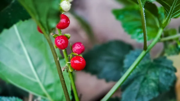 Embarrassing Rivina Pigeonberry Bloodberry Shot Morning Macro Garden — Stock Photo, Image