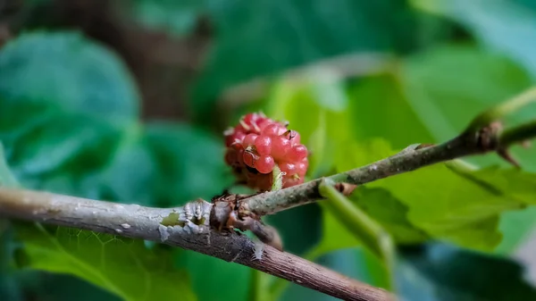 Brasilianische Brombeere Morus Celtidifolia Auf Maulbeere Nahaufnahme Makrofoto Der Brasilianischen — Stockfoto