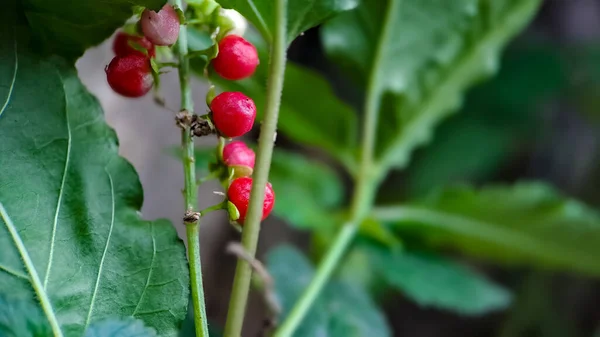 Trapné Rivina Nebo Pigeonberry Nebo Bloodberry Zastřelen Ranní Makro Zahradě — Stock fotografie