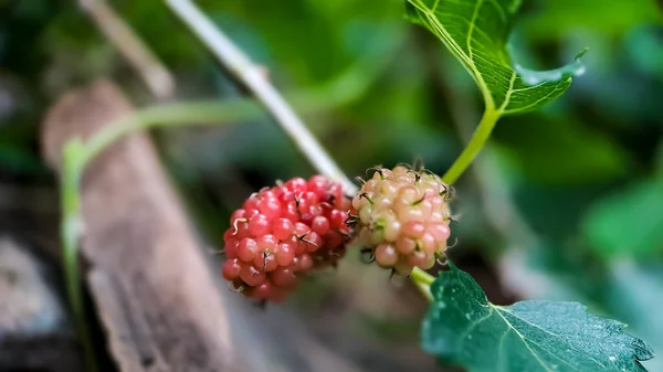 Brazilian Blackberry Morus Celtidifolia Mulberry Close Macro Photo Brazilian Blackberry — стокове фото