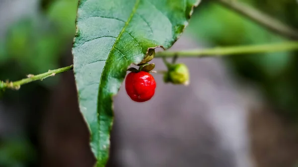 Malu Rivina Atau Pigeonberry Atau Bloodberry Ditembak Pagi Hari Makro — Stok Foto