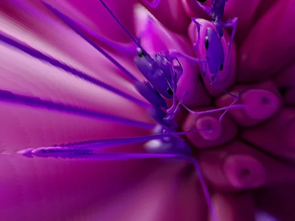 Streszczenie Kolorowe Kwitnące Dahlia Kwiat Tło Makro Mrówka Centrum Różowy — Zdjęcie stockowe