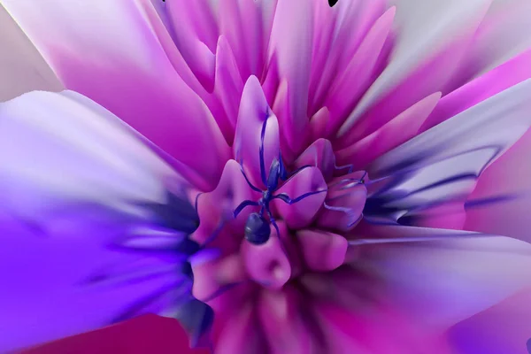 Streszczenie Kolorowe Kwitnące Dahlia Kwiat Tło Makro Mrówka Centrum Różowy — Zdjęcie stockowe