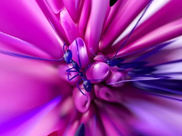 Absztrakt Színes Virágzó Dália Virág Háttér Makró Hangya Központ Rózsaszín — Stock Fotó