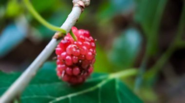 Brezilya böğürtlenli Blackberry MORUS CELTIDIFOLIA yakın plan, Brezilya böğürtlenli veya dutlenli Macro fotoğraf, sabah bahçede çekilen