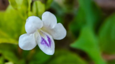 arka plan bulanık Cleome rutidosperma püsküllü örümcek çiçeği, mor Cleome Cleome, mor anne, anne lanang doğal bir geçmişe sahip, sabah bahçede makro çekim
