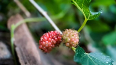 Brezilya böğürtlenli Blackberry MORUS CELTIDIFOLIA yakın plan, Brezilya böğürtlenli veya dutlenli Macro fotoğraf, sabah bahçede çekilen