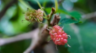 Brezilya böğürtlenli Blackberry MORUS CELTIDIFOLIA yakın plan, Brezilya böğürtlenli veya dutlenli Macro fotoğraf, sabah bahçede çekilen
