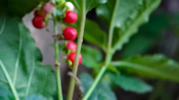 Fondo Fuera Foco Vergonzoso Rivina Pigeonberry Bloodberry Disparo Macro Mañana —  Fotos de Stock