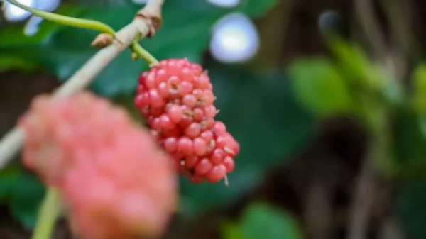 브라질 블랙베리 Morus Celtidifolia Mulberry Close Macro Photo Brazilian Blackberry — 스톡 사진