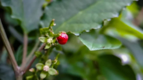Fondo Fuera Foco Vergonzoso Rivina Pigeonberry Bloodberry Disparo Macro Mañana —  Fotos de Stock