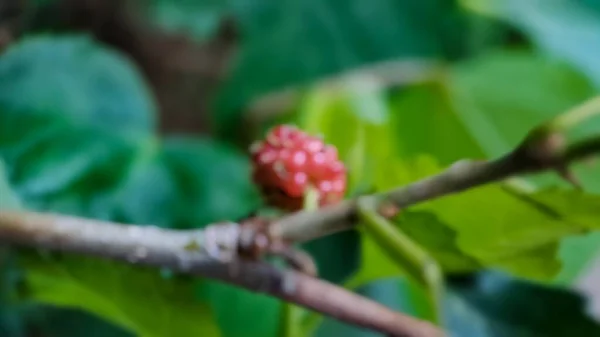 フォーカスを背景にブラジルのブラックベリー Morus Celtidifolia On桑のクローズアップ ブラジルのブラックベリーや桑のマクロ写真 庭で午前中に撮影 — ストック写真