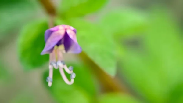 Hintergrund Unscharf Cleome Rutidosperma Fransige Spinnenblume Lila Cleome Lila Maman — Stockfoto