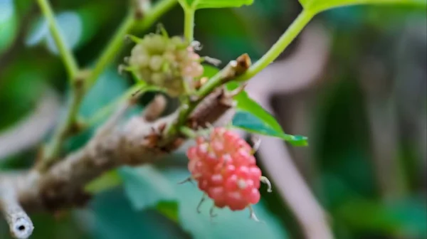Φόντο Από Την Εστίαση Βραζιλίας Blackberry Morus Celtidifolia Μουριά Κοντά — Φωτογραφία Αρχείου