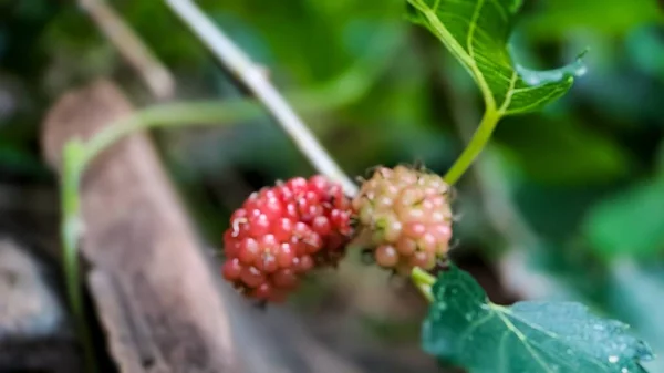 Fondo Fuera Foco Blackberry Brasileña Morus Celtidifolia Morera Cerca Macro —  Fotos de Stock